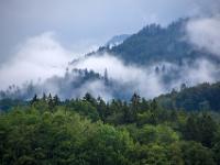 Wolkenschwaden über dem Wald